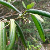 <i>Schumacheria angustifolia</i>  Hook.f. & Thomson